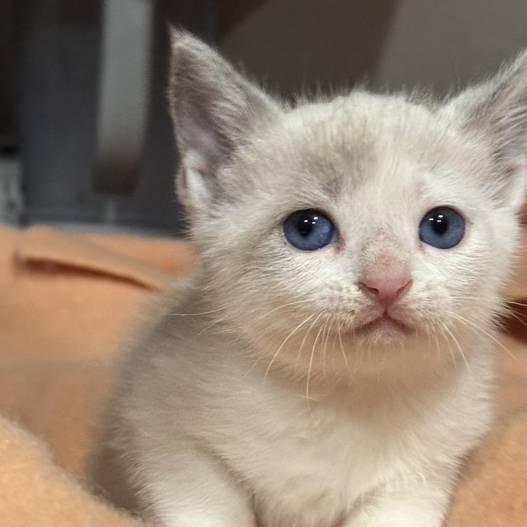 Enlarge Twinkle, a Adoptable Domestic Medium Hair in San Saba, TX image 2/4