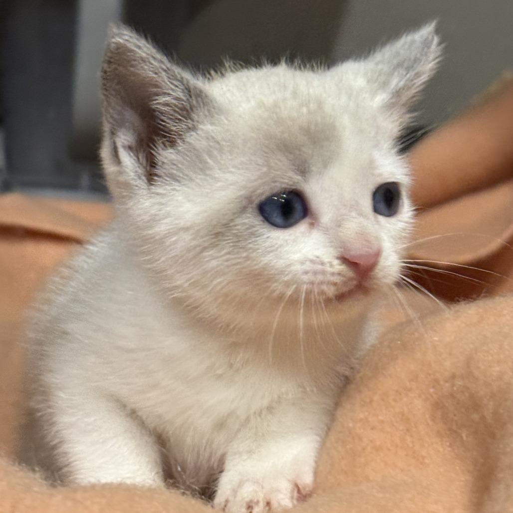 Enlarge Twinkle, a Adoptable Domestic Medium Hair in San Saba, TX image 3/4