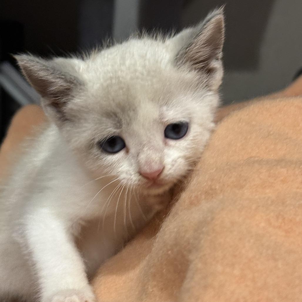 Enlarge Twinkle, a Adoptable Domestic Medium Hair in San Saba, TX image 4/4
