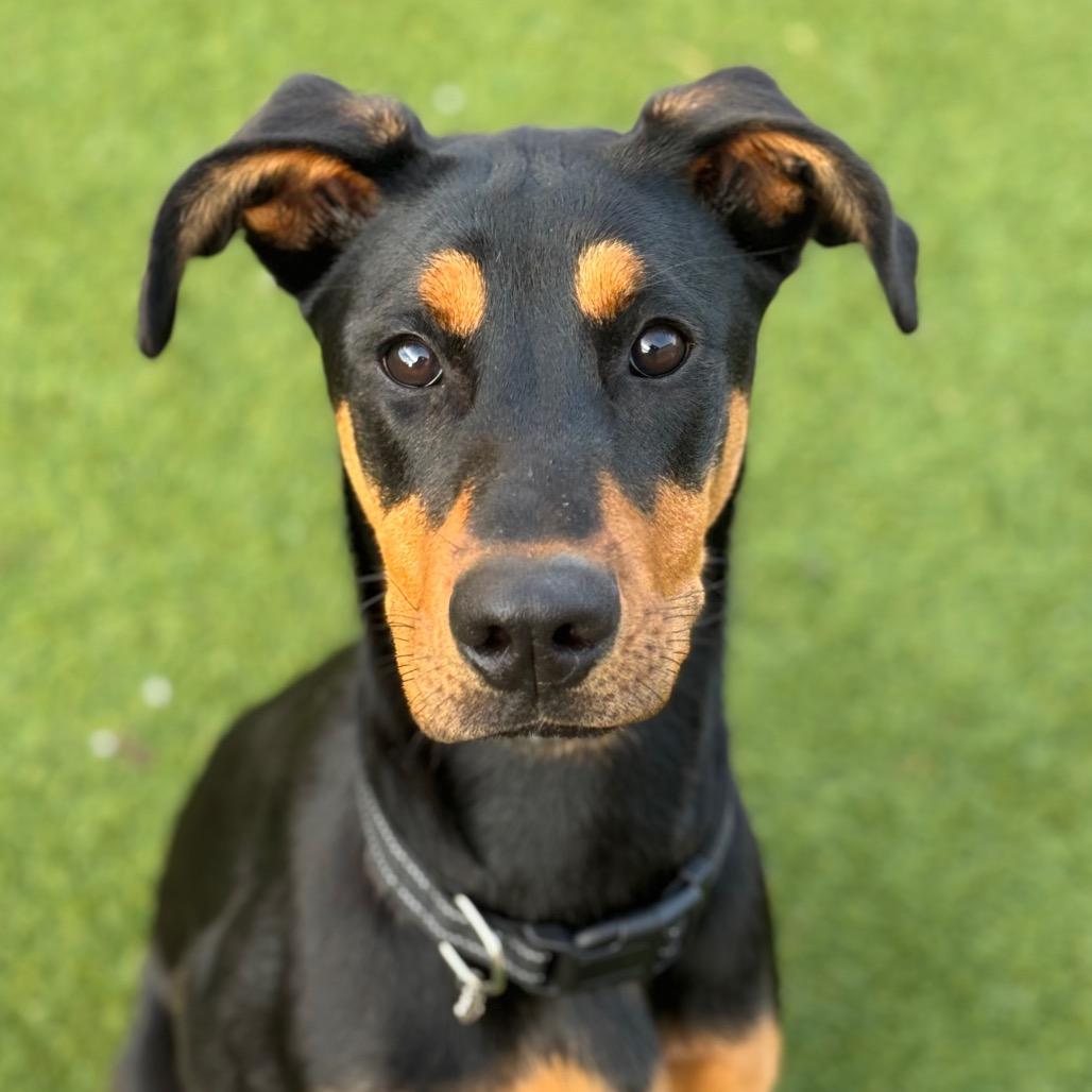 Enlarge Suki, a Adoptable mixed breed in Santa Barbara, CA image 1/5