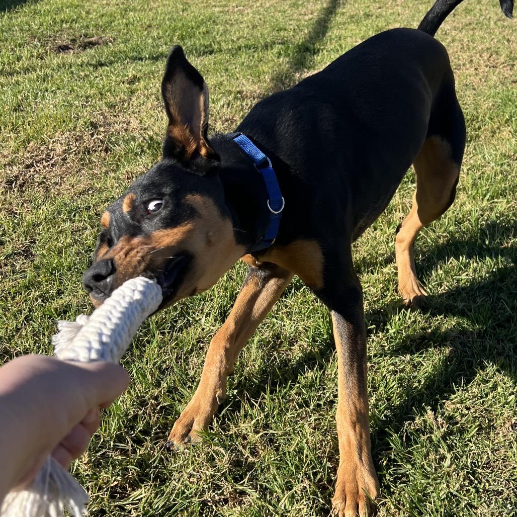 Enlarge Suki, a Adoptable mixed breed in Santa Barbara, CA image 2/5