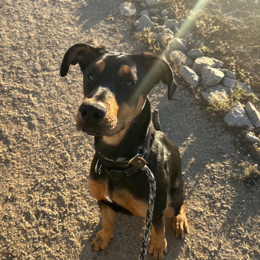 Enlarge Suki, a Adoptable mixed breed in Santa Barbara, CA image 3/5