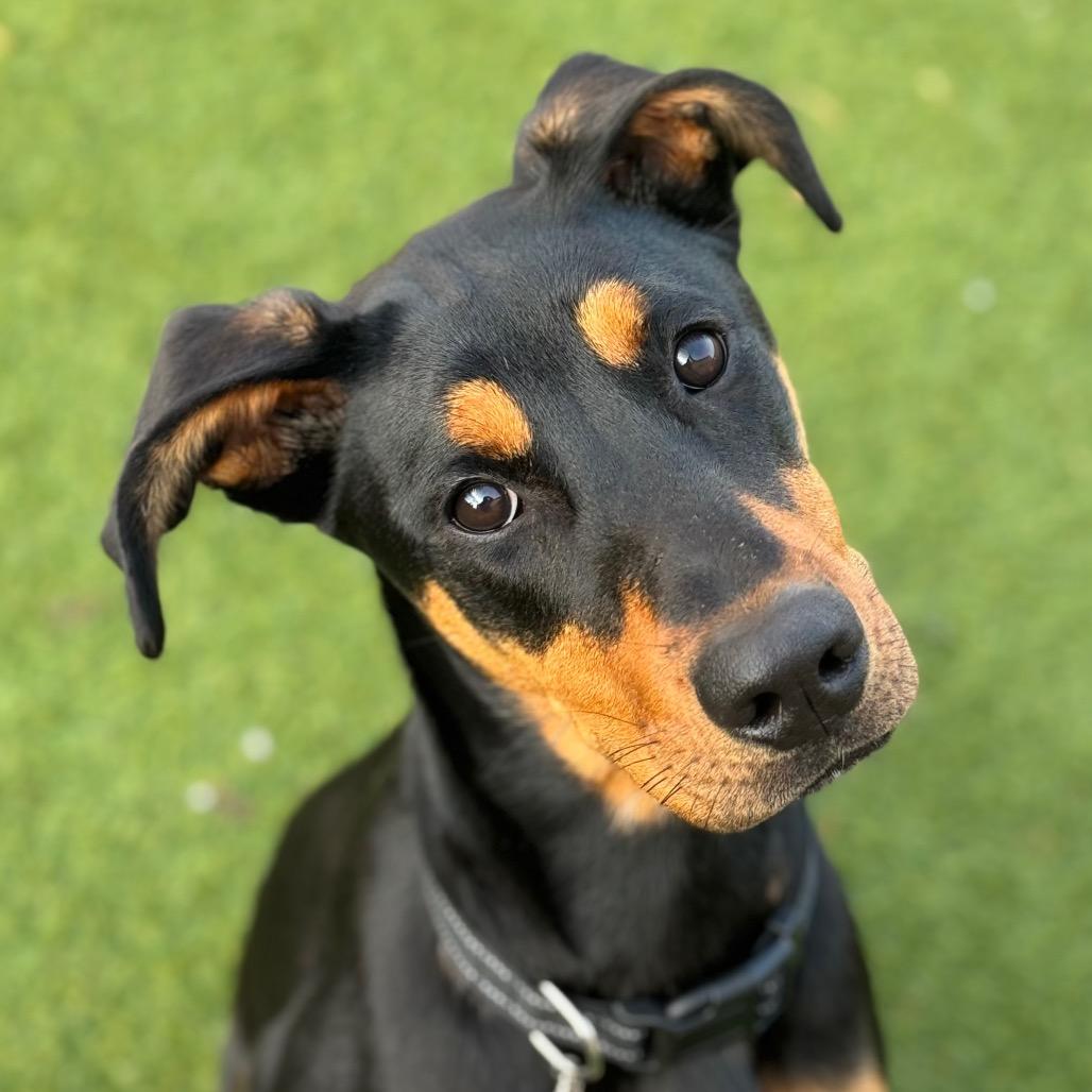 Enlarge Suki, a Adoptable mixed breed in Santa Barbara, CA image 5/5