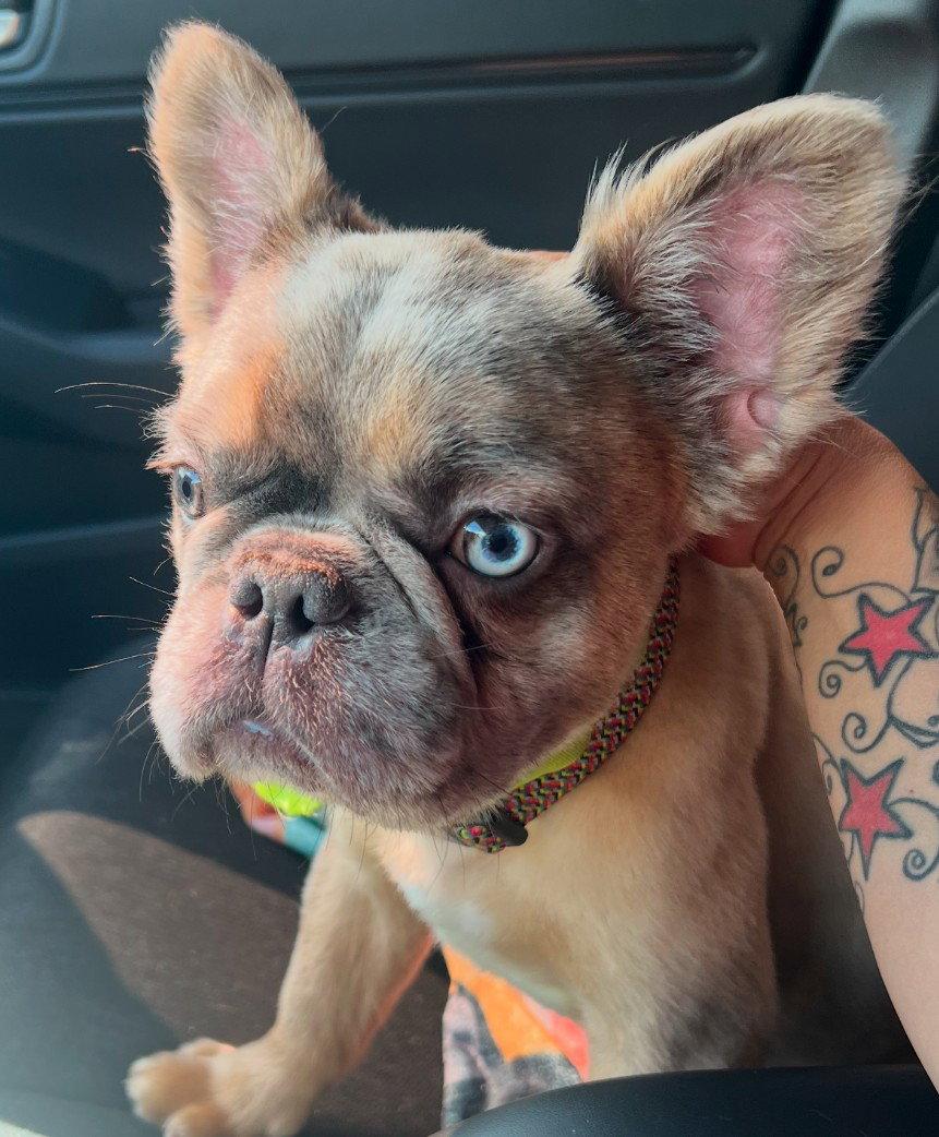 Enlarge Skye, a Adopted mixed breed in Oakland Park, FL image 1/1