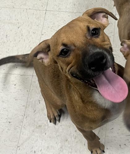 Wine, Adoptable, Adult Female Parson Russell Terrier & Mixed Breed.