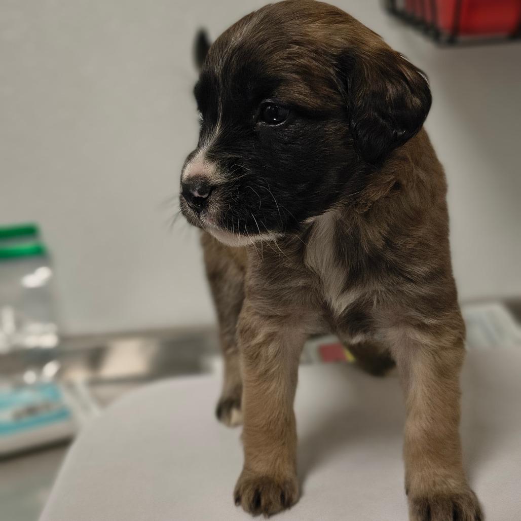 Enlarge Lara, a Adoptable mixed breed in Tulsa, OK image 1/3