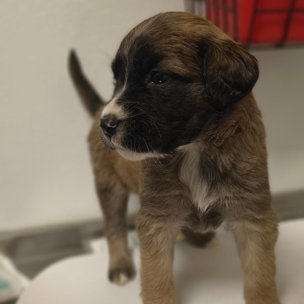 Enlarge Lara, a Adoptable mixed breed in Tulsa, OK image 2/3