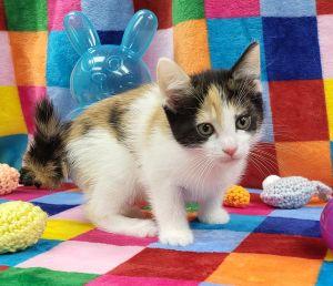 Fiona, adopted, Young Female Domestic Short Hair.