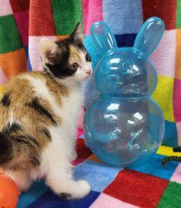 Enlarge Fiona, an adopted Domestic Short Hair in Bucyrus, OH image 3/3