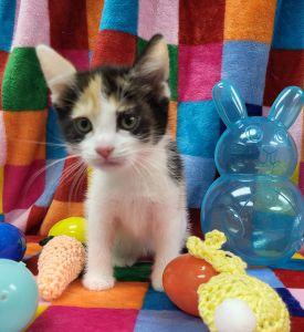 Enlarge Fiona, an adopted Domestic Short Hair in Bucyrus, OH image 2/3