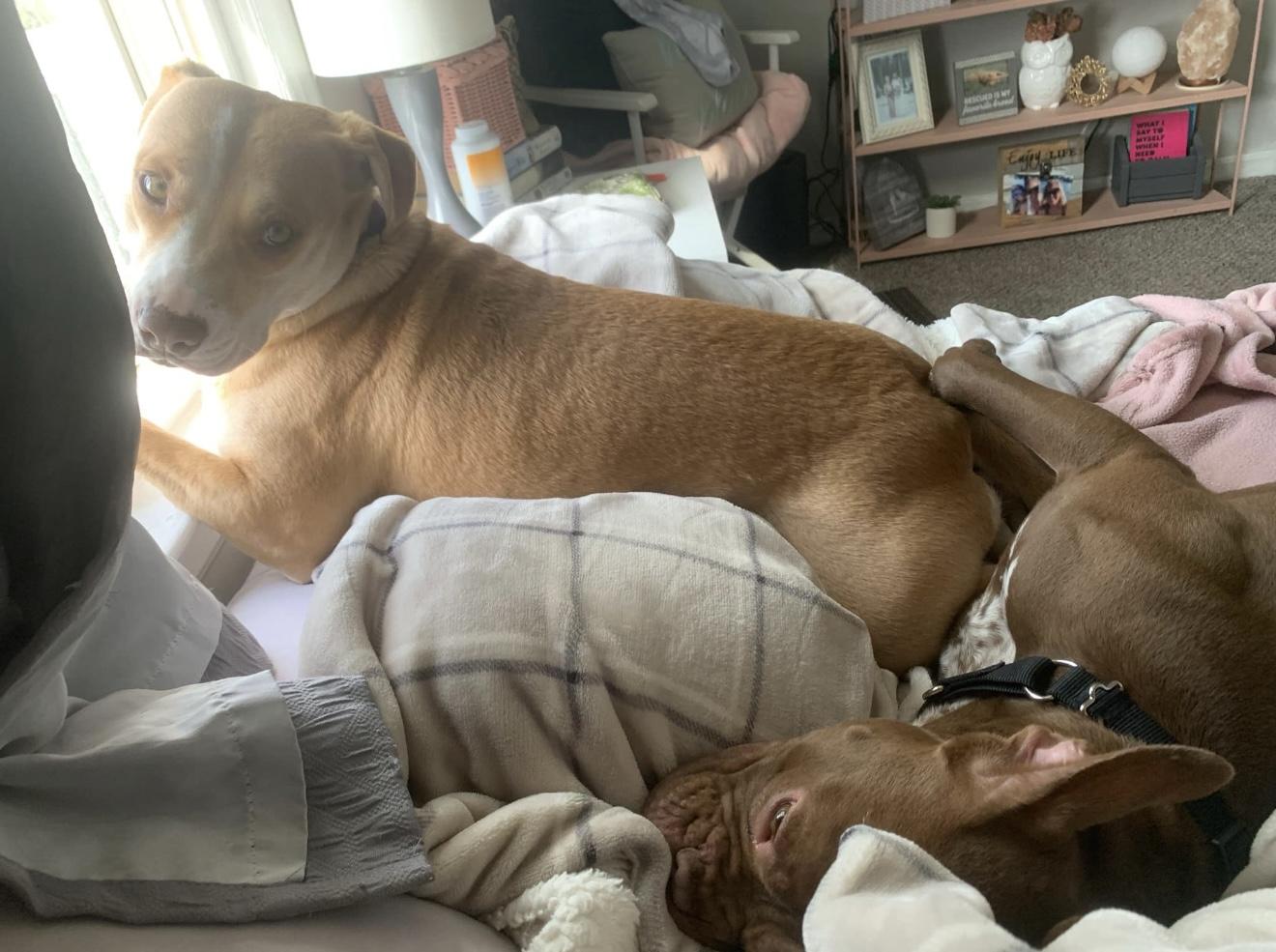 Gizmo, a Adoptable mixed breed in Grand Haven, MI image 2/6