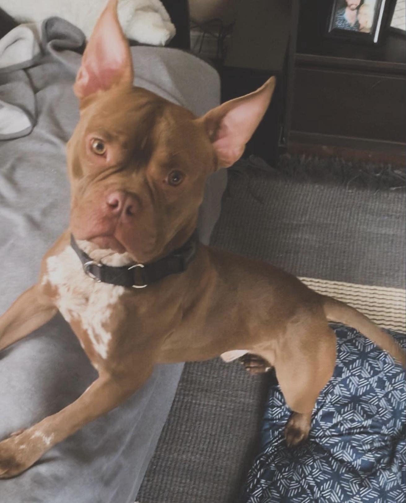 Gizmo, Adoptable, Adult Male Bulldog.