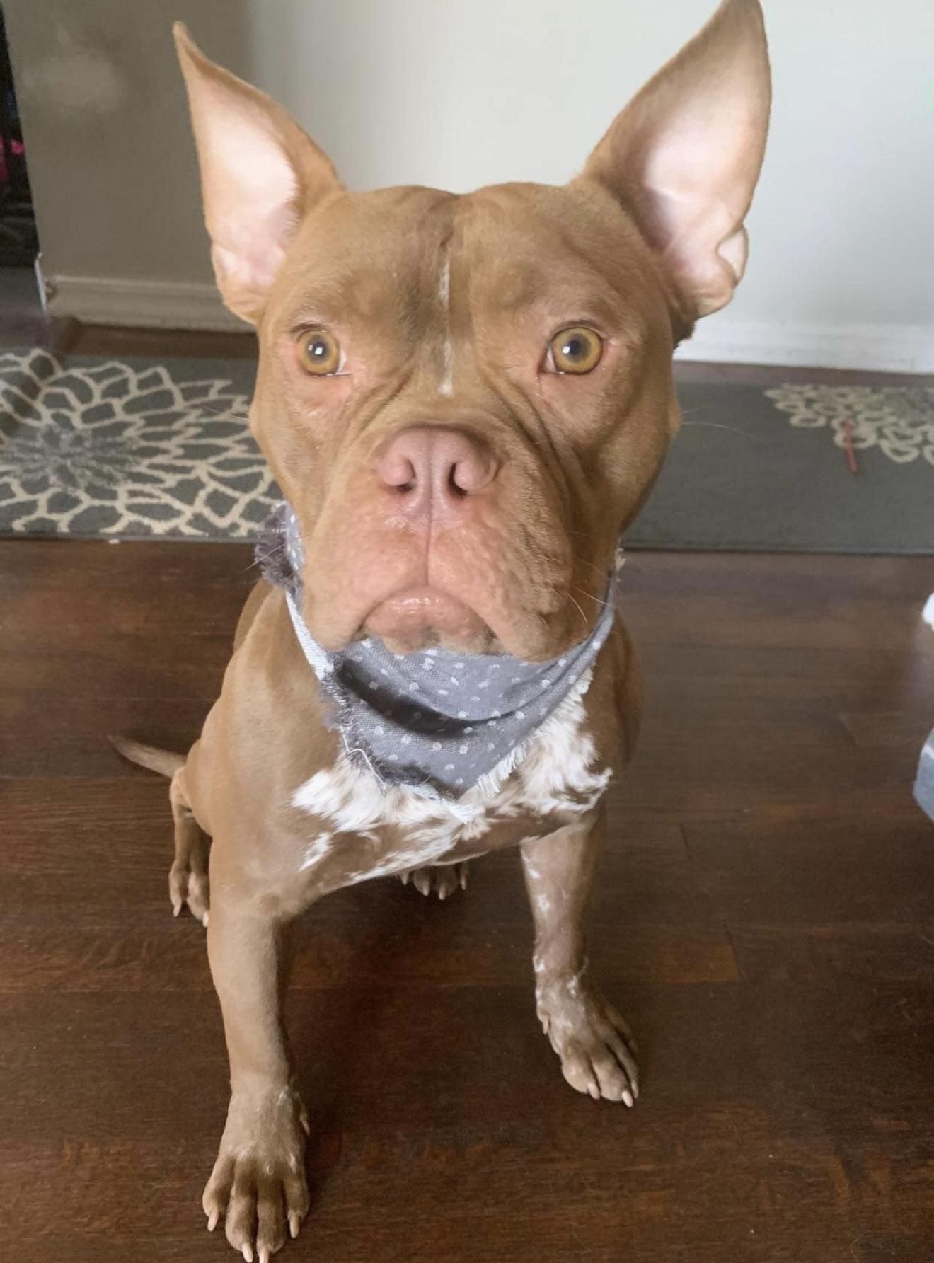 Gizmo, a Adoptable mixed breed in Grand Haven, MI image 4/6