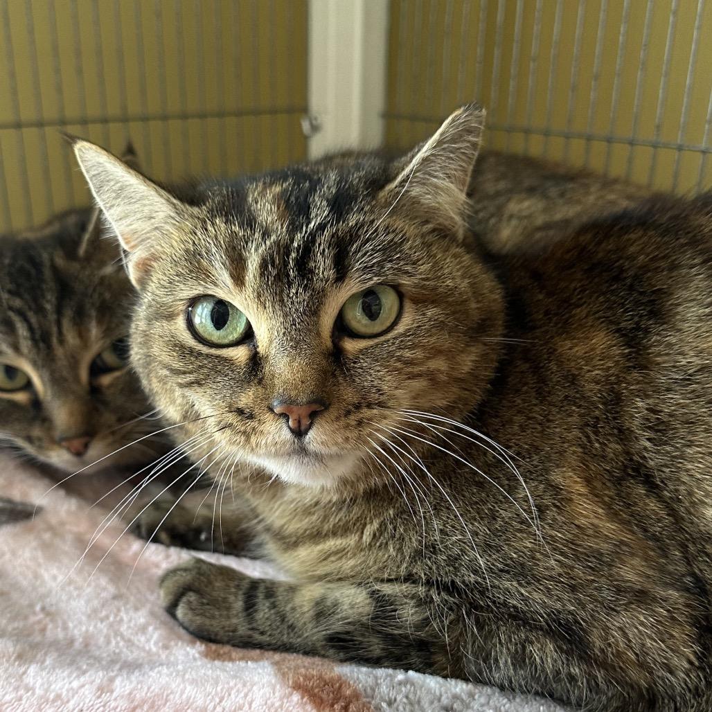 Swirl — thumbnail 3