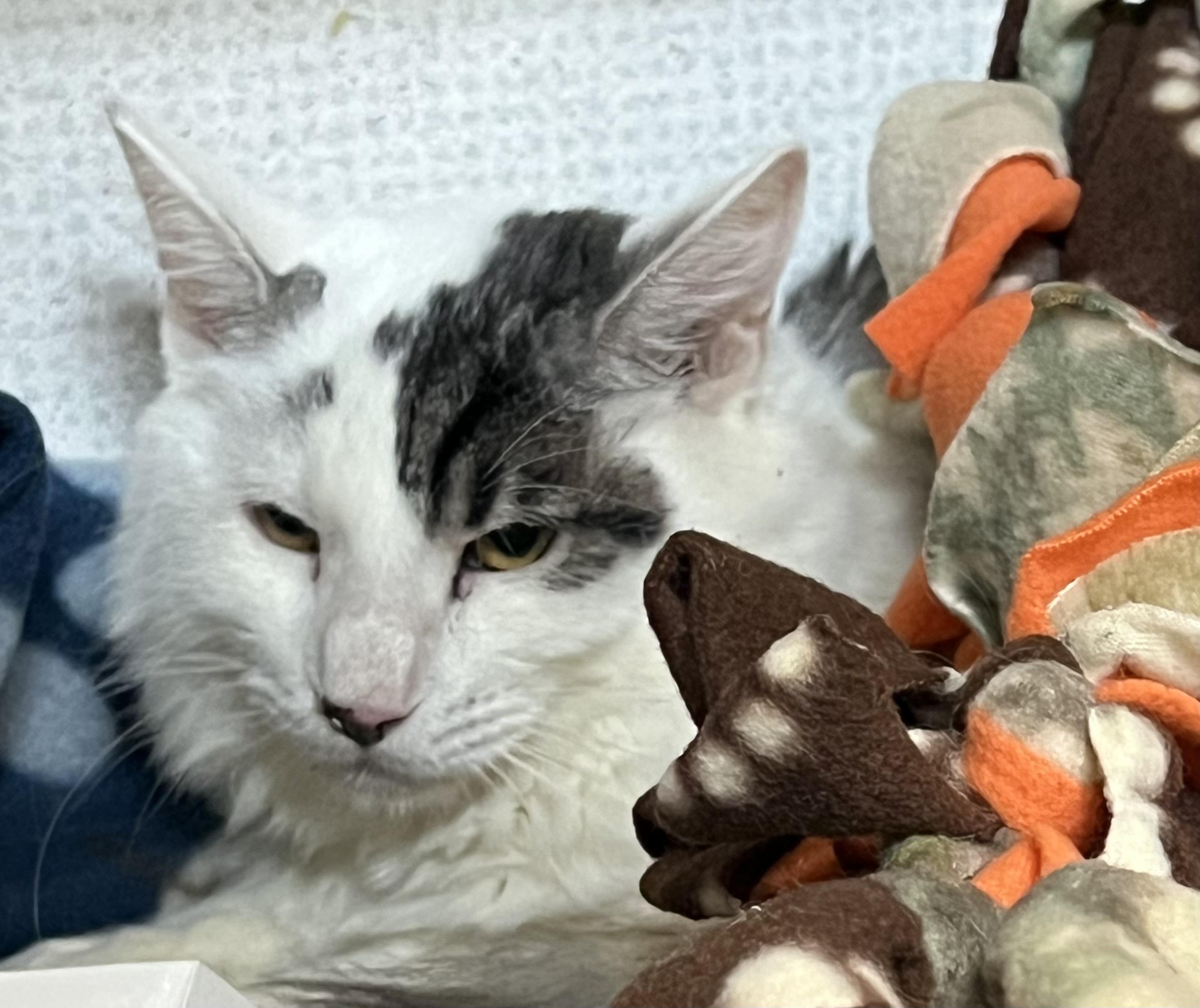 Enlarge Remus and Romulus, an adoptable mixed breed in Salem, NH image 3/5