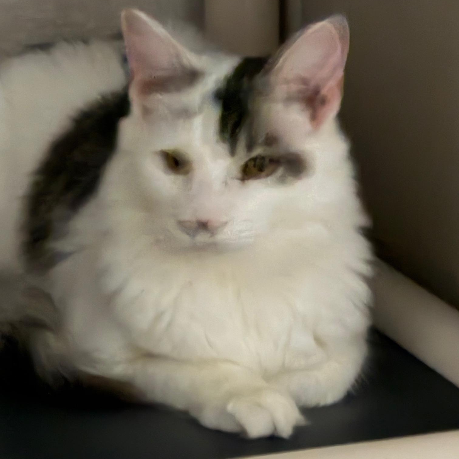 Remus and Romulus, adoptable, Kitten Male Domestic Long Hair.