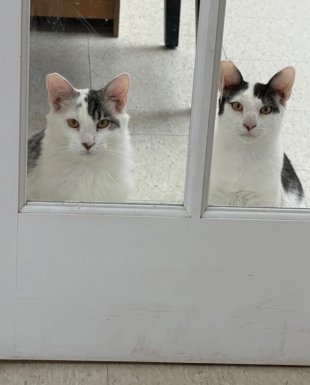 Remus and Romulus, adoptable, Kitten Male Domestic Long Hair.