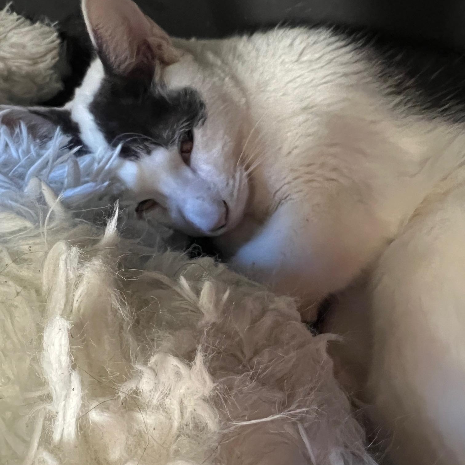 Enlarge Remus and Romulus, an adoptable mixed breed in Salem, NH image 5/5