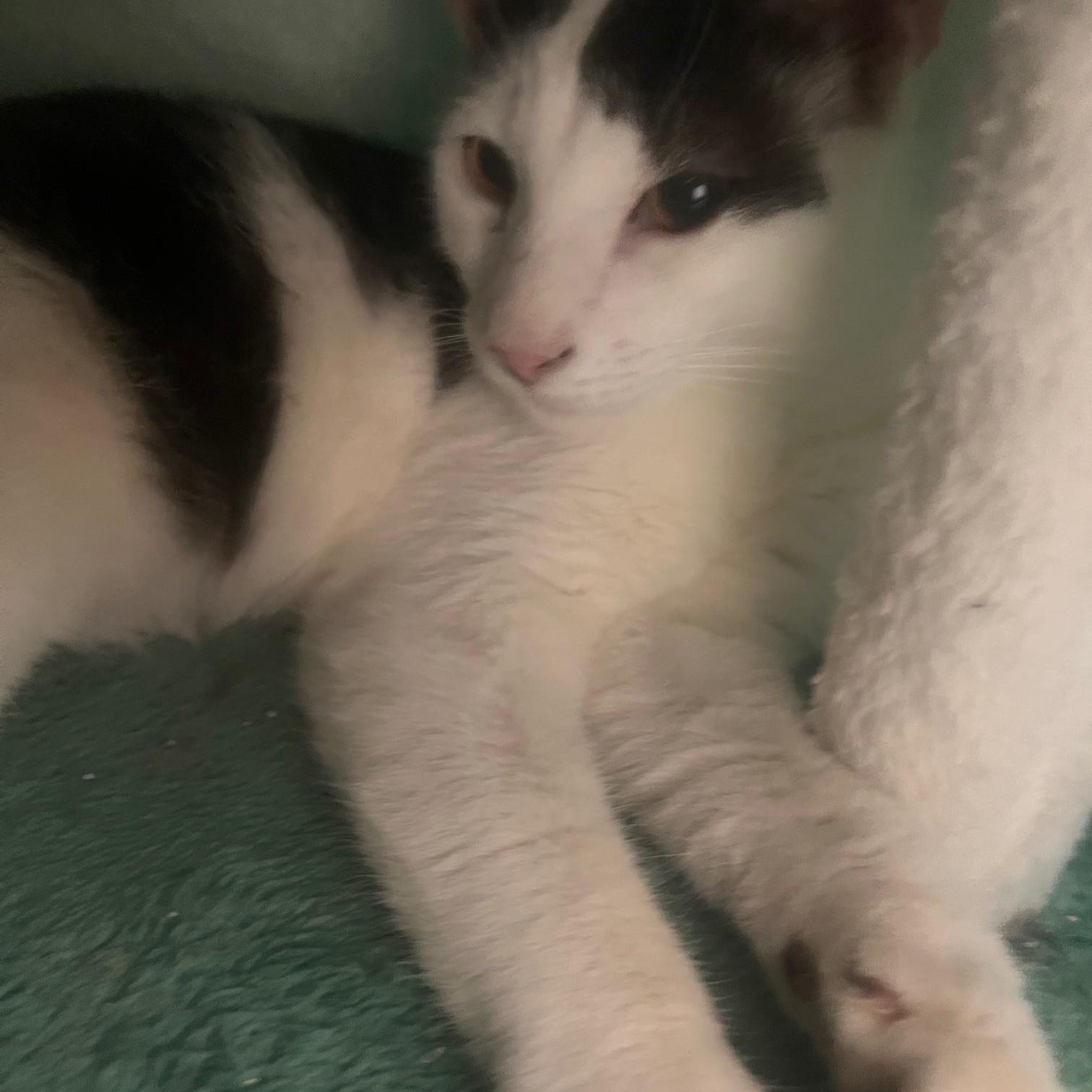 Enlarge Remus and Romulus, an adoptable mixed breed in Salem, NH image 4/5