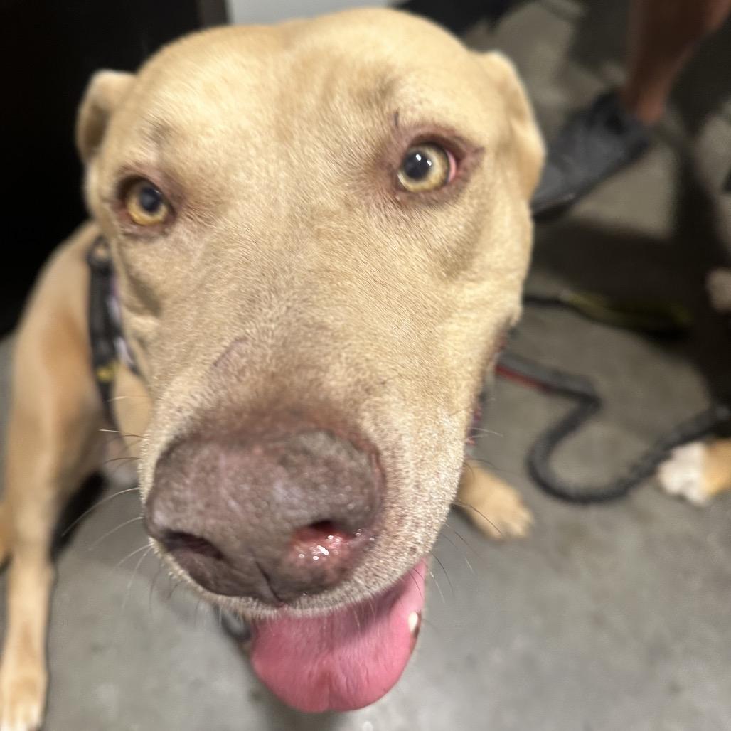 Mara, Adoptable, Adult Female Terrier & Terrier.