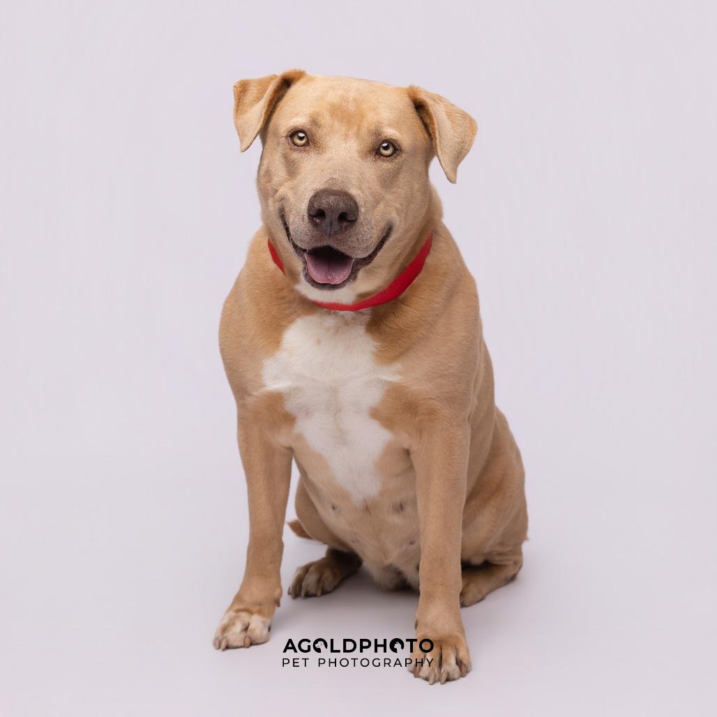 Mara, a Adoptable mixed breed in Tampa, FL image 2/4