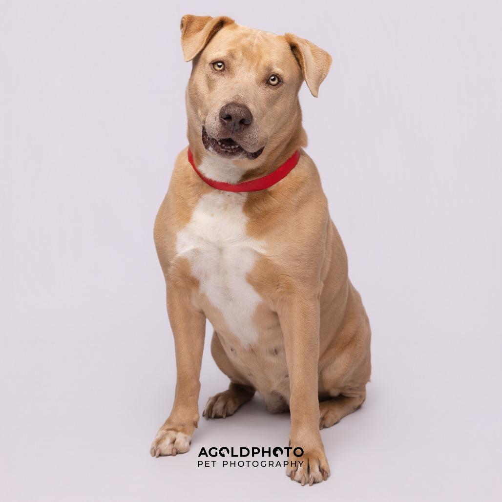 Mara, a Adoptable mixed breed in Tampa, FL image 3/4