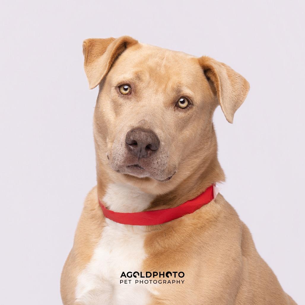 Mara, a Adoptable mixed breed in Tampa, FL image 4/4