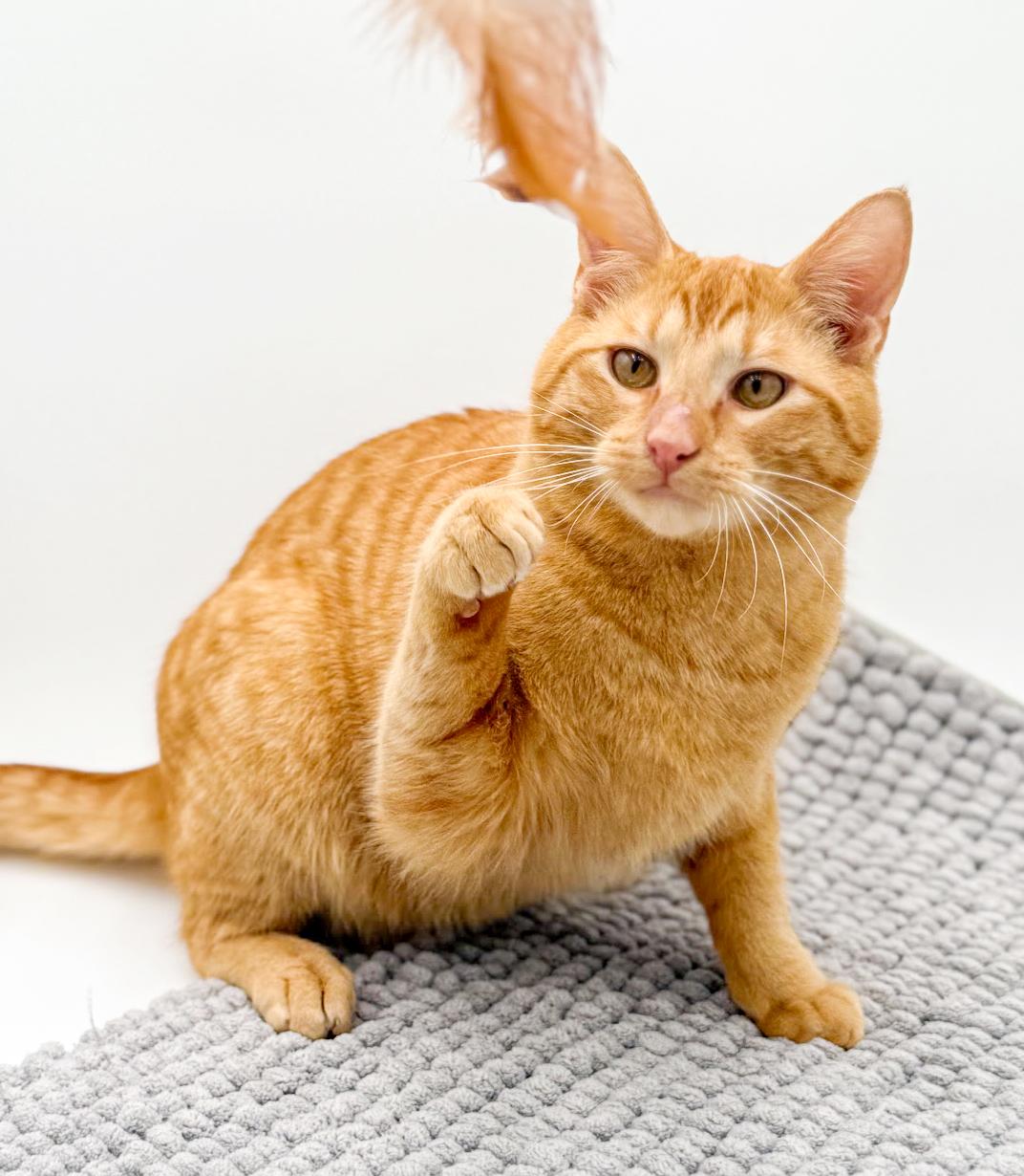 Enlarge Tito!  Terrific Fun Mushy Snugglebug!  NO OTHER PETS!  VIDEO of this lover!, an adopted Tabby in Bedford Hills, NY image 2/6