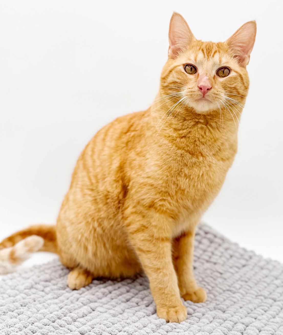 Enlarge Tito!  Terrific Fun Mushy Snugglebug!  NO OTHER PETS!  VIDEO of this lover!, an adopted Tabby in Bedford Hills, NY image 5/6