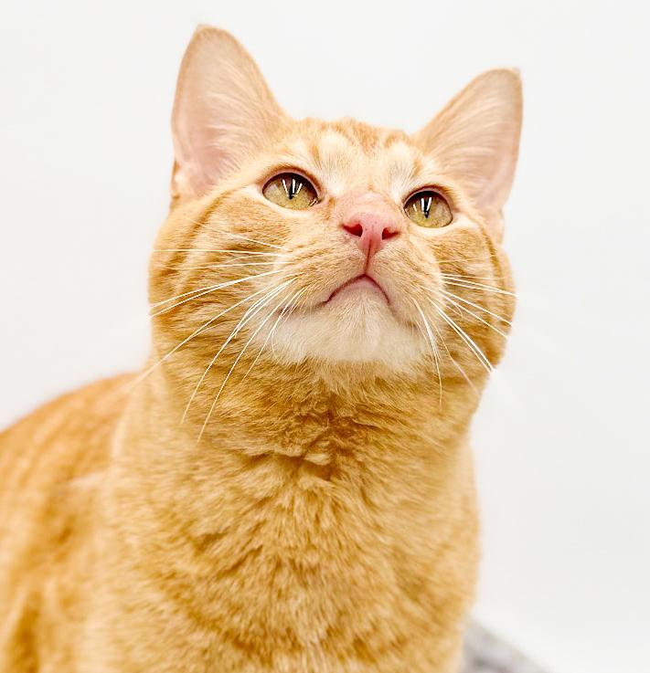 Enlarge Tito!  Terrific Fun Mushy Snugglebug!  NO OTHER PETS!  VIDEO of this lover!, an adopted Tabby in Bedford Hills, NY image 6/6