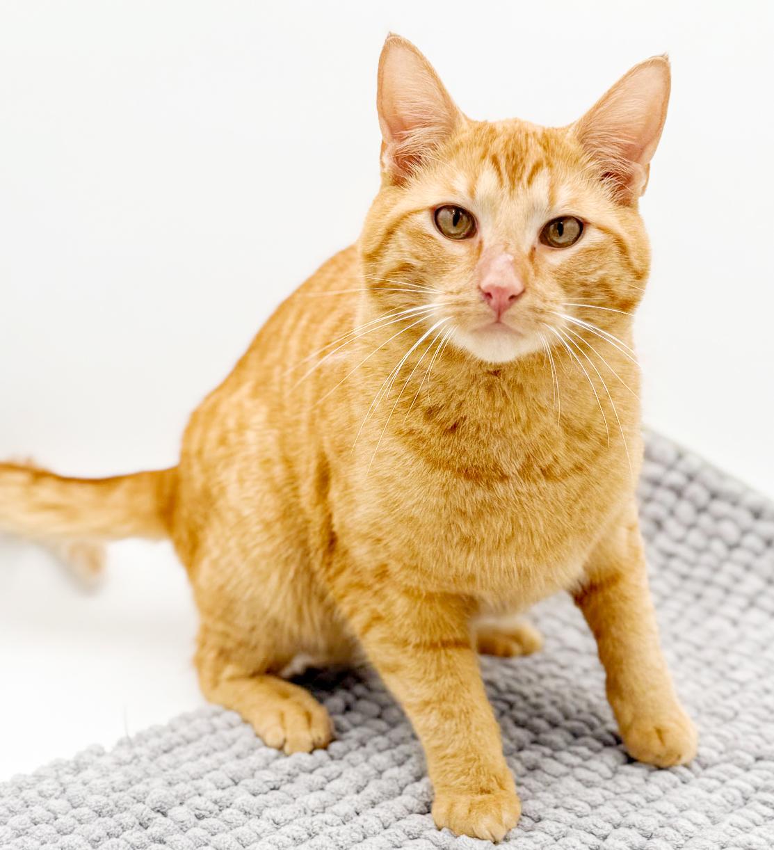 Enlarge Tito!  Terrific Fun Mushy Snugglebug!  NO OTHER PETS!  VIDEO of this lover!, an adopted Tabby in Bedford Hills, NY image 3/6