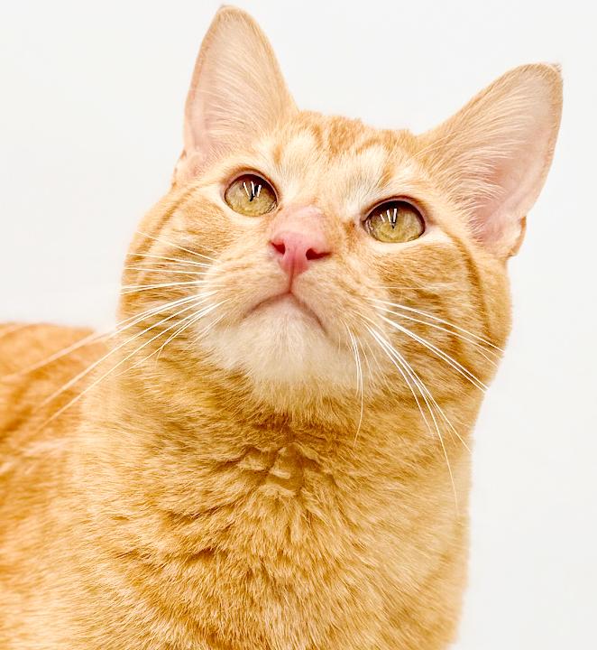 Tito!  Terrific Fun Mushy Snugglebug!  NO OTHER PETS!  VIDEO of this lover!, adopted, Young Male Tabby.