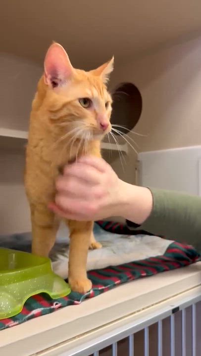 Enlarge Tito!  Terrific Fun Mushy Snugglebug!  NO OTHER PETS!  VIDEO of this lover!, an adopted Tabby in Bedford Hills, NY video 4/6