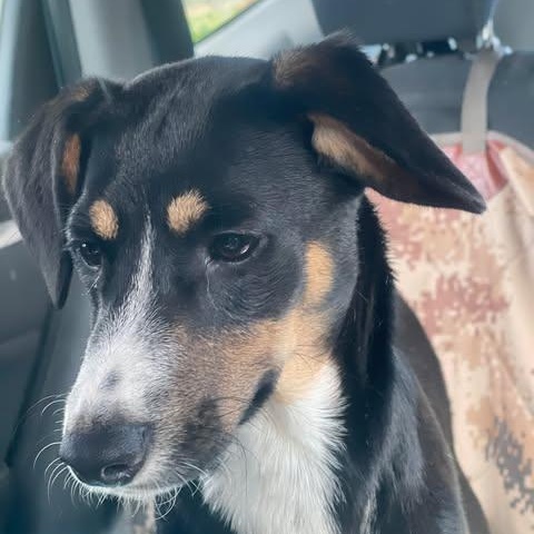 DORY 8 months and 21 pounds, an adoptable Entlebucher, Whippet in Escondido, CA, 92027 | Photo Image 1