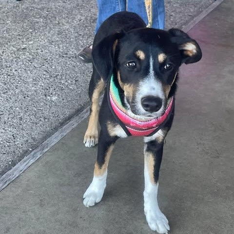DORY 8 months and 21 pounds, an adoptable Entlebucher, Whippet in Escondido, CA, 92027 | Photo Image 3