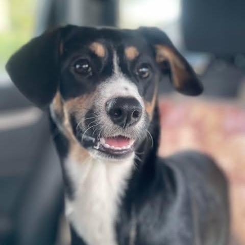 DORY 8 months and 21 pounds, an adoptable Entlebucher, Whippet in Escondido, CA, 92027 | Photo Image 2