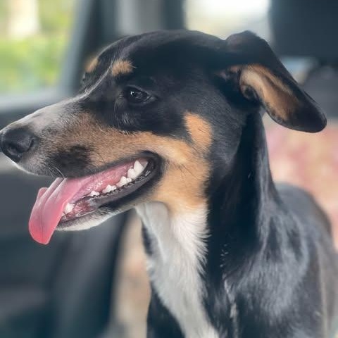 DORY 8 months and 21 pounds, an adoptable Entlebucher, Whippet in Escondido, CA, 92027 | Photo Image 4
