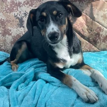 DORY 8 months and 21 pounds, an adoptable Entlebucher, Whippet in Escondido, CA, 92027 | Photo Image 5