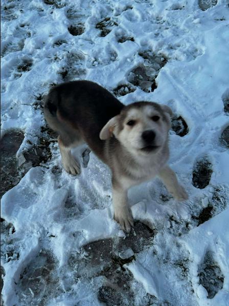 Enlarge Avery, a ADOPTABLE mixed breed in Brunswick, OH image 3/6