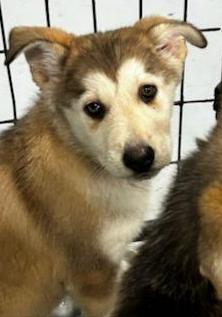 Enlarge Avery, a ADOPTABLE mixed breed in Brunswick, OH image 2/6