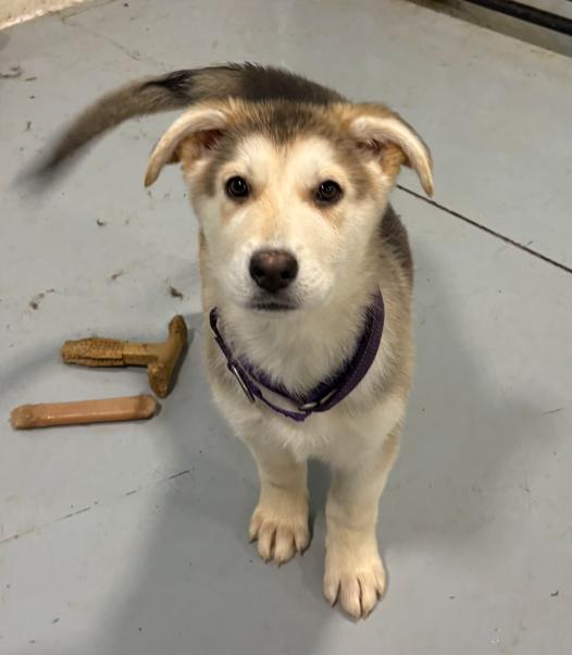 Avery, ADOPTABLE, Puppy Female German Shepherd Dog & Siberian Husky.