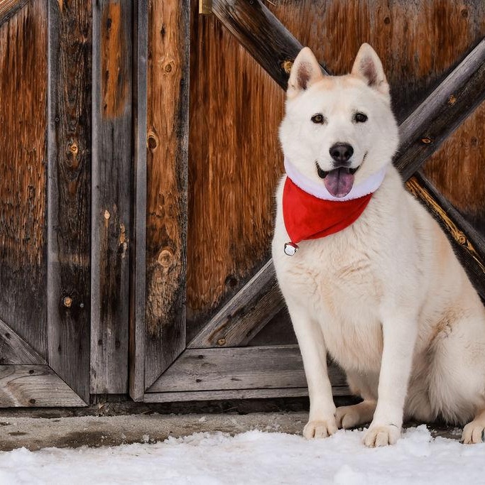 Timber, Adopted, Adult Male Husky.