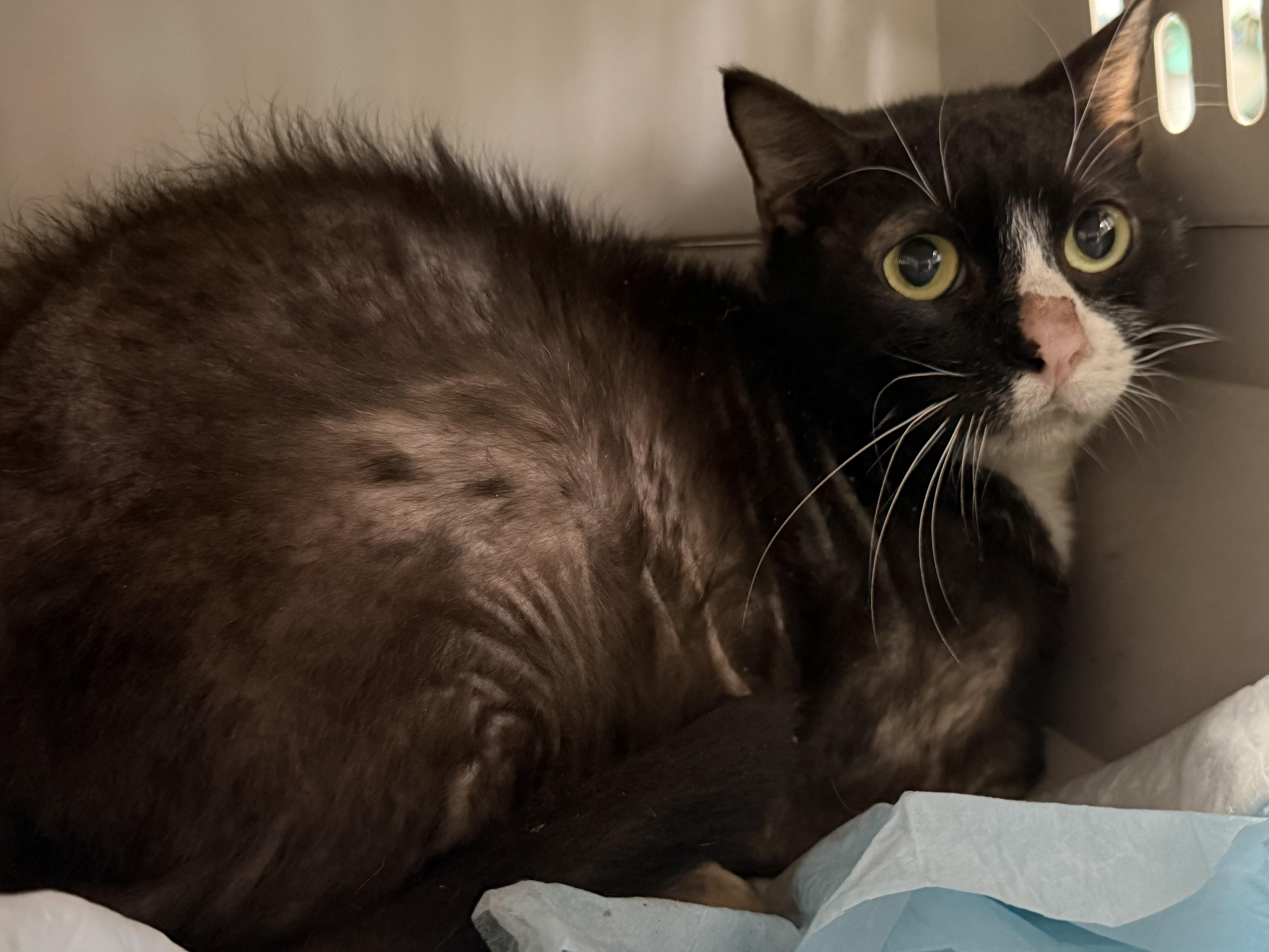 Enlarge Grape Kool-Aid, a Adoptable mixed breed in Stowe, VT image 4/4