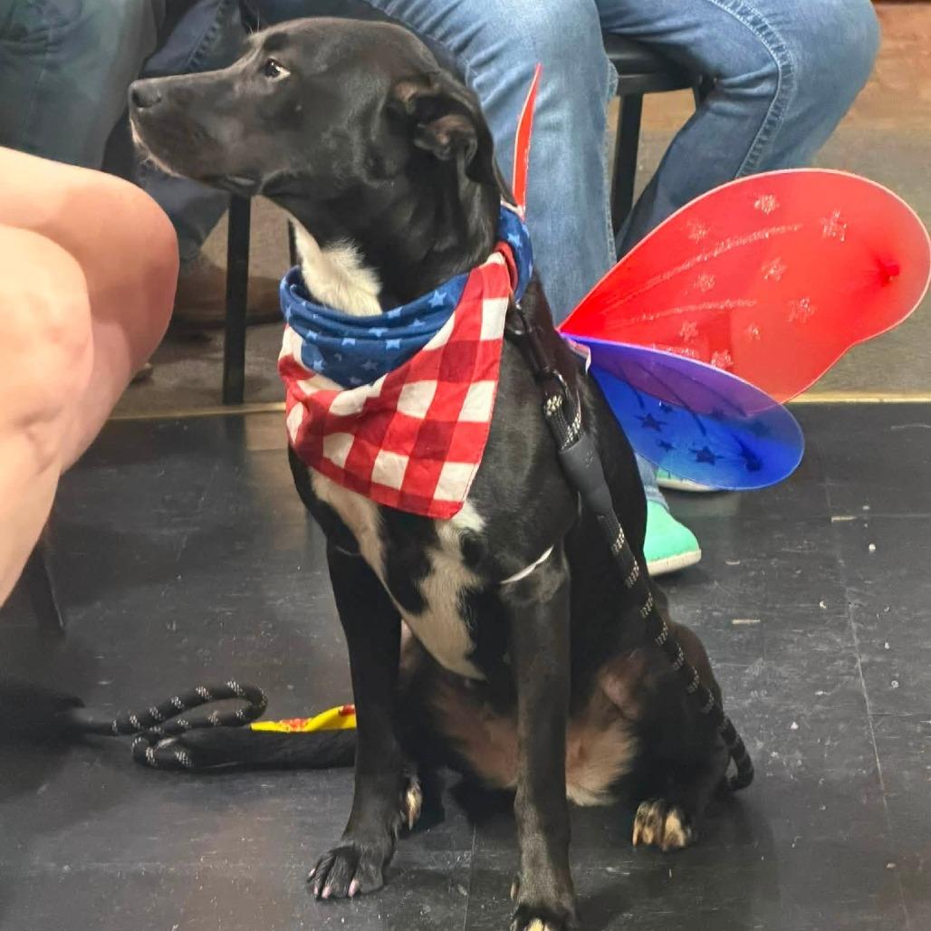 Daisy, Adoptable, Adult Female Black Labrador Retriever & Mixed Breed.