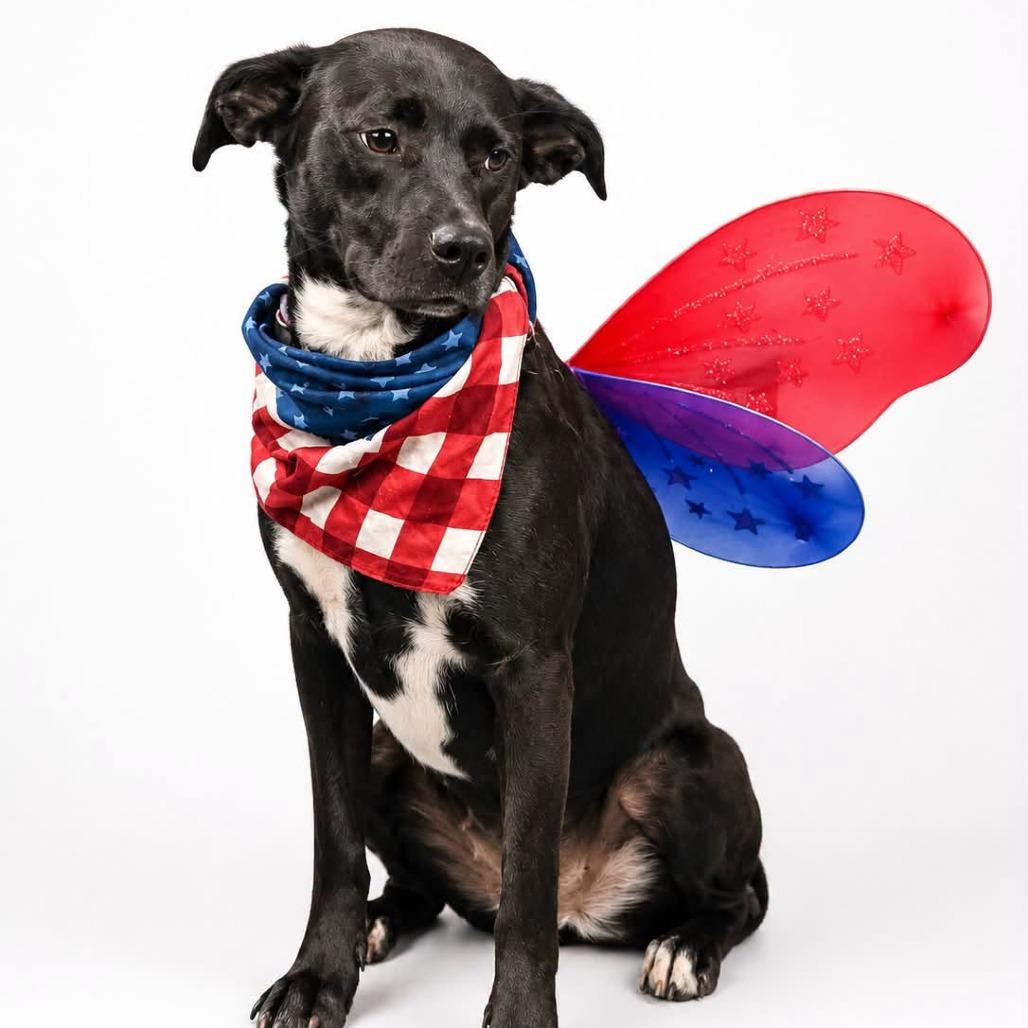 Daisy, a Adoptable mixed breed in Enterprise, AL image 2/4