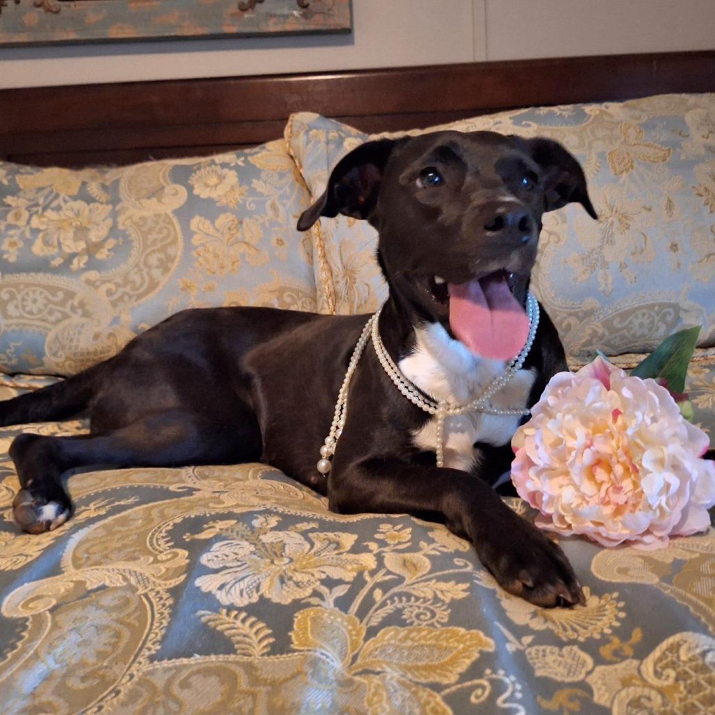Enlarge Daisy, a Adoptable mixed breed in Enterprise, AL image 1/1