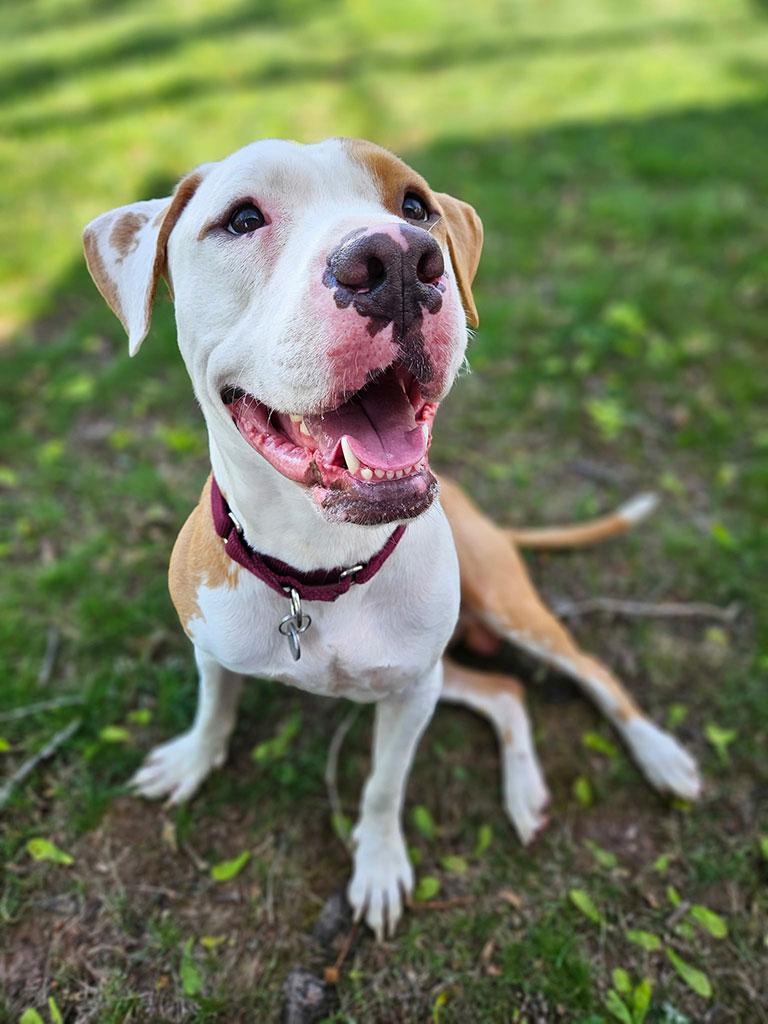Kolby, ADOPTABLE, Young Male Great Dane & Terrier.