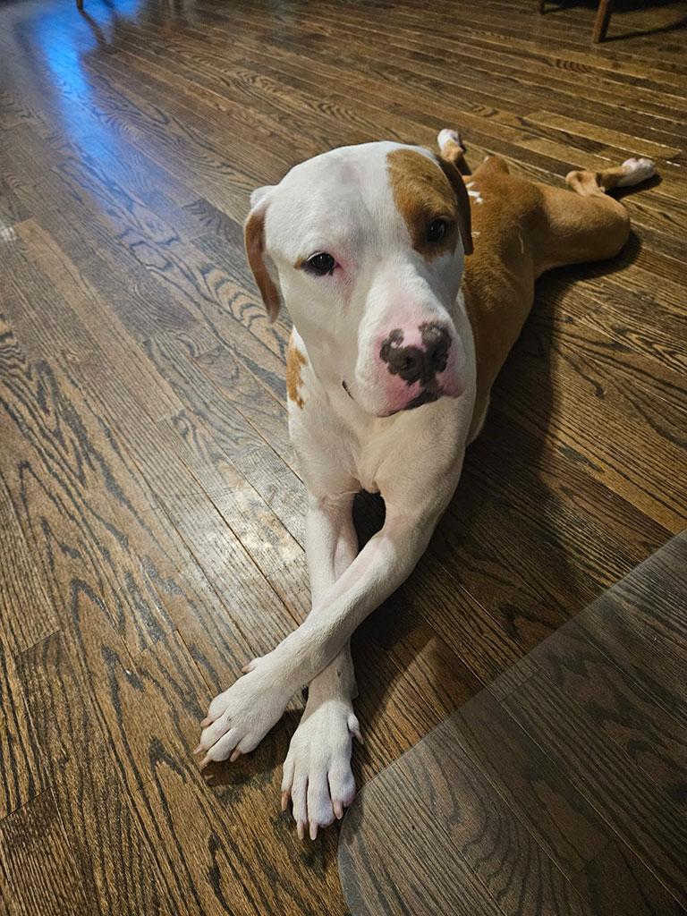Kolby, a ADOPTABLE mixed breed in Bowie, MD image 3/5