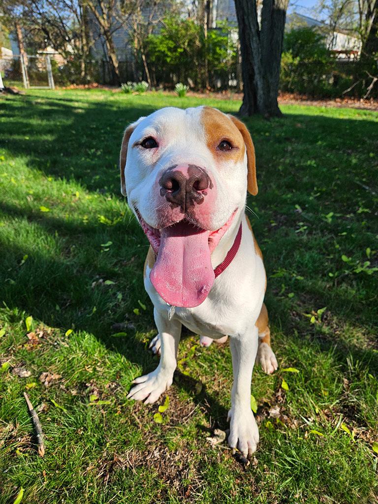 Kolby, ADOPTABLE, Young Male Great Dane & Terrier.