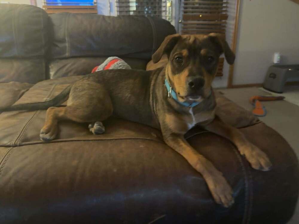 River, Adoptable, Young Male German Shepherd Dog & Labrador Retriever.